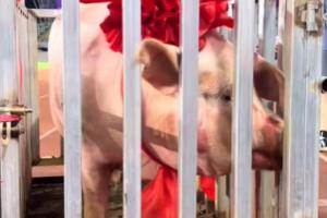 五華“縣超”總決賽：橫陂隊(duì)4-2轉(zhuǎn)水隊(duì)奪冠，獎(jiǎng)品是一頭豬豬