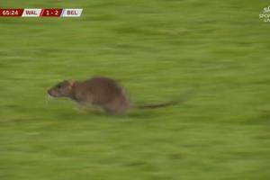 防得了進球防不住鼠鼠！一老鼠闖入球場，庫爾圖瓦想抓住但未得手