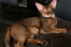 巴舒亞伊的愛(ài)貓出車(chē)禍需手術(shù)，球員社媒發(fā)文尋求另一只貓獻(xiàn)血